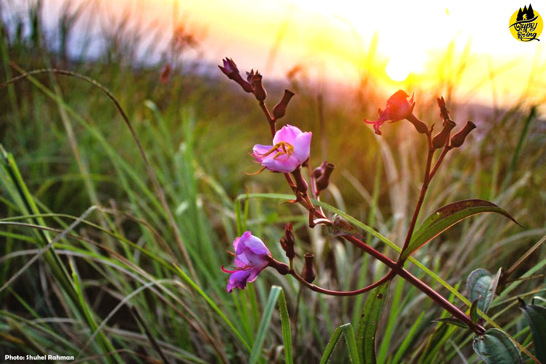 Flowers in Mawlyngbna