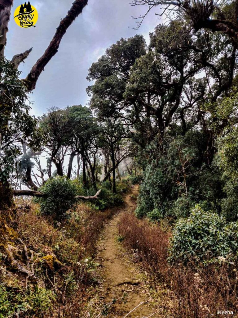 The trekking trail of Mt. Japfu