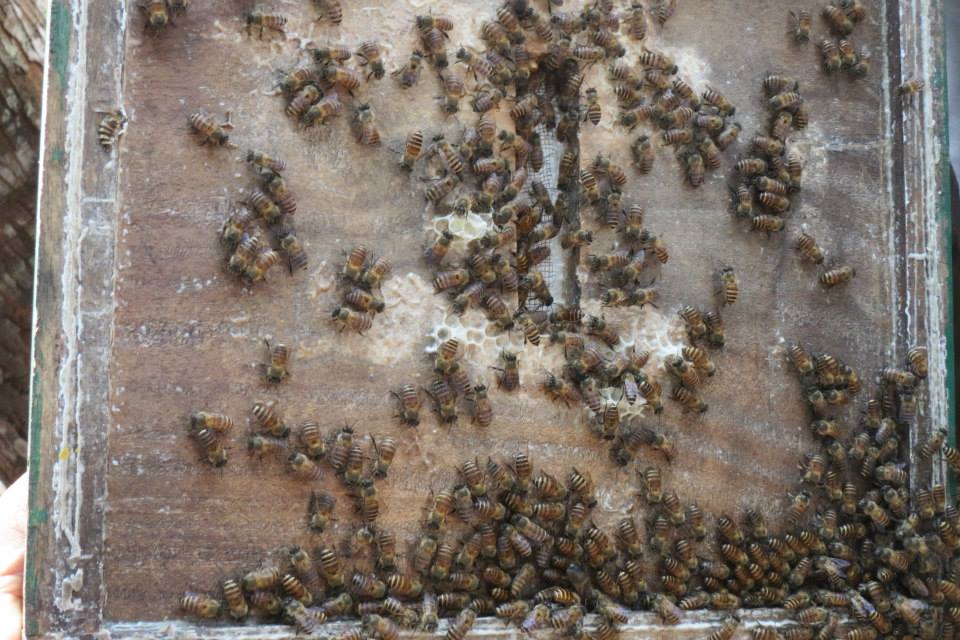 Honey Farming in RRTC Umran Meghalaya