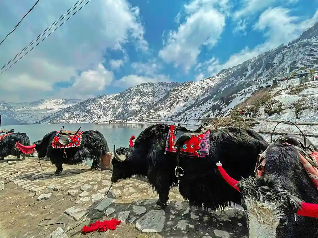 Yaks at Changu , Tsongmo Lake in Sikkim