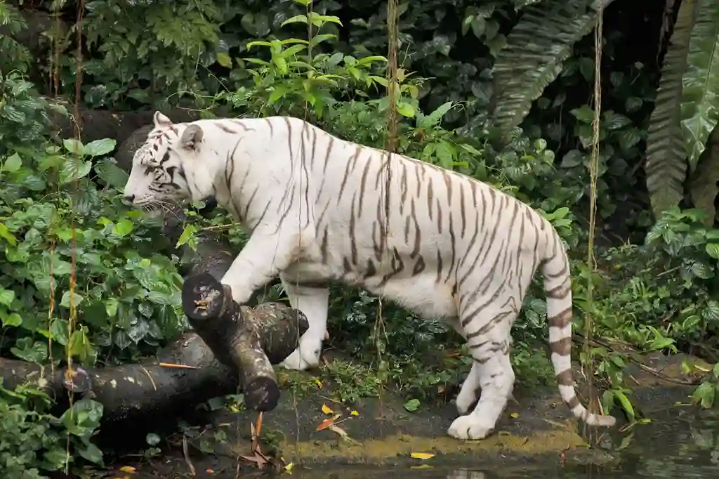 White Tiger in Singapore Zoo