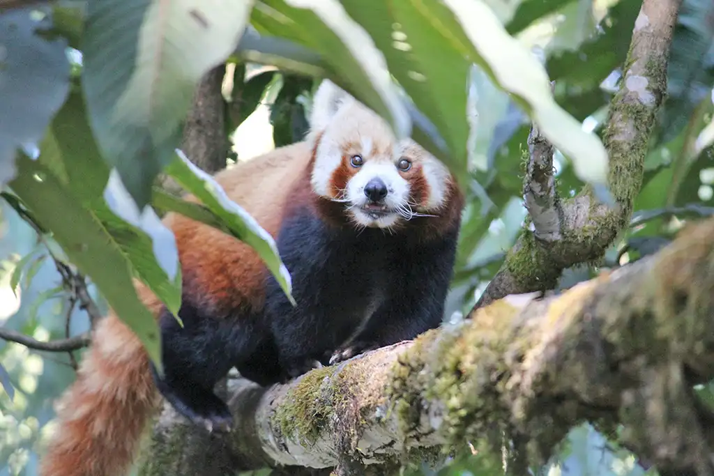 Red Panda in Padmaja Naidu Himalayan Zoological Park of Darjeeling