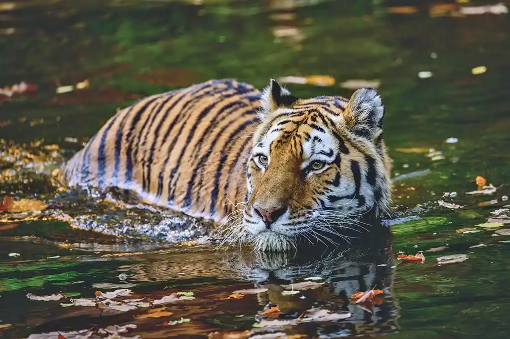 Royal Bengal Tiger in Sundarbans West Bengal