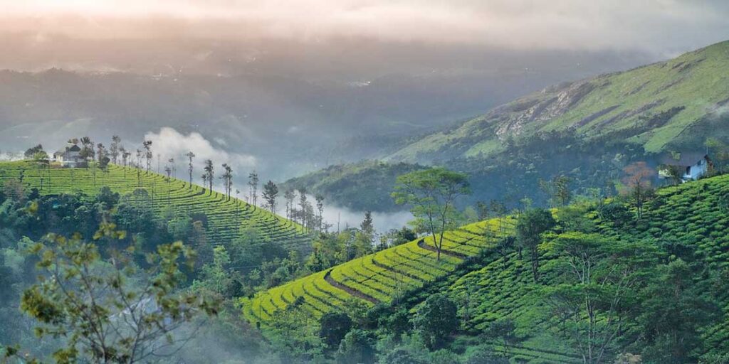 6 Best Family Vacation Destinations in Kerala - Tea garden in the hills of Munnar