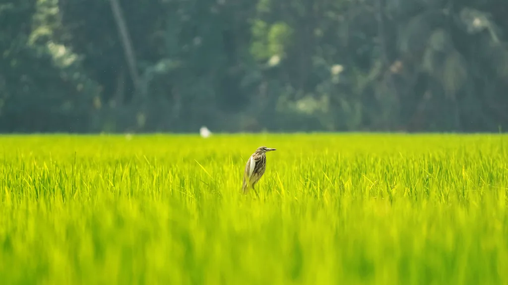 A bird in the middle of paddy field in Kumarakom Kerala