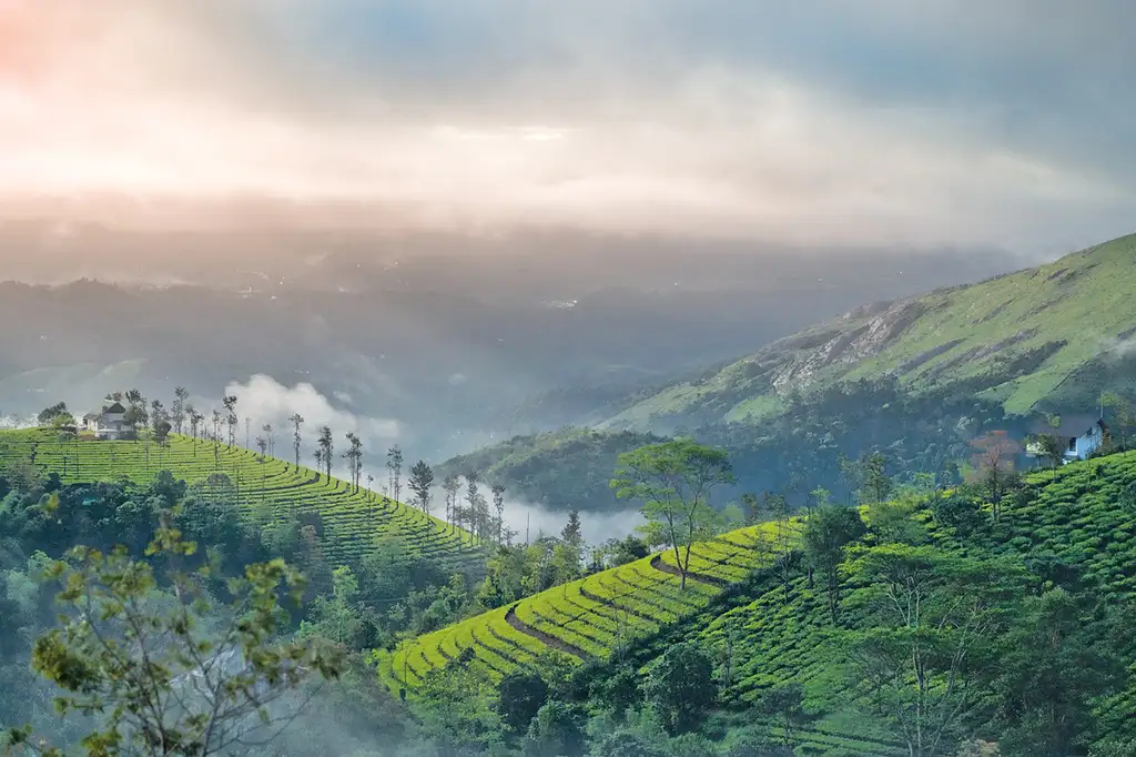 Tea garden and clouds in the hills of Munnar Kerala