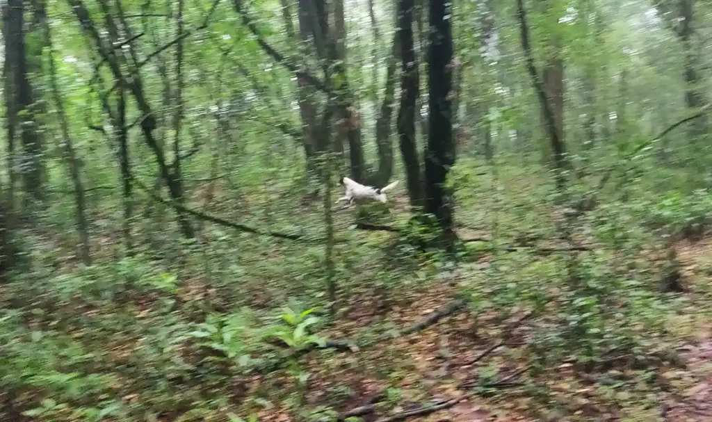 A Dog running in the Mawphlang Sacred Forest - The Gypsy Chiring