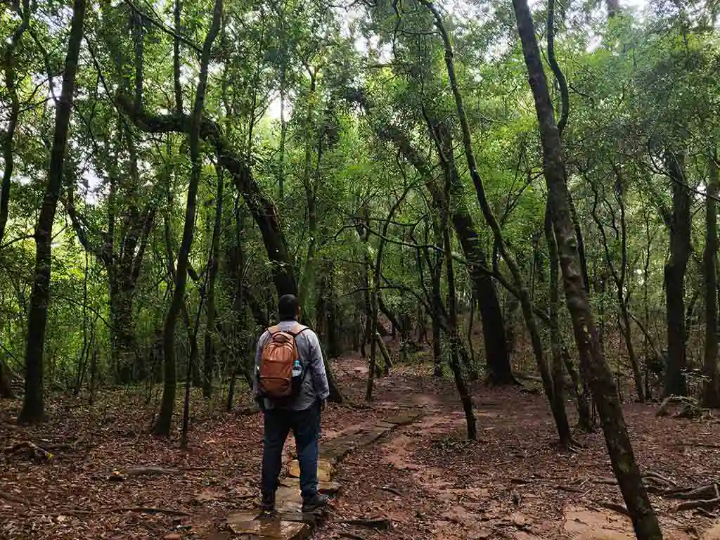 Joydeep The Gypsy Chiring standing in the Mawphlang Sacred Forest Photos in Meghalaya