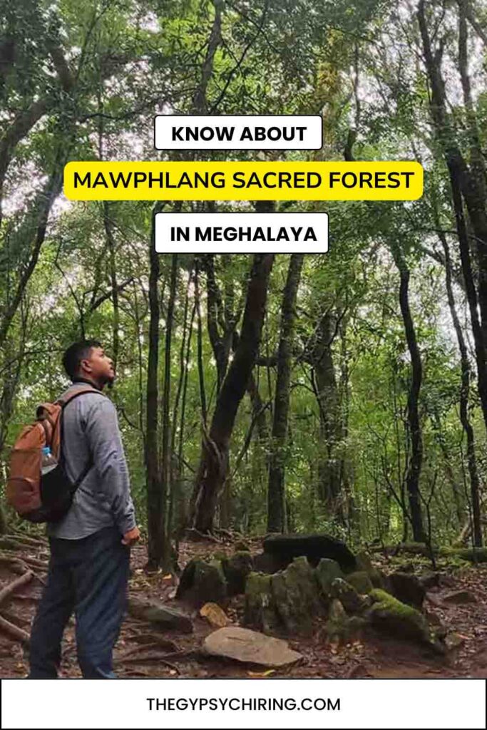 Know about the Mawphlang Sacred Forest in Meghalaya Pinterest Th