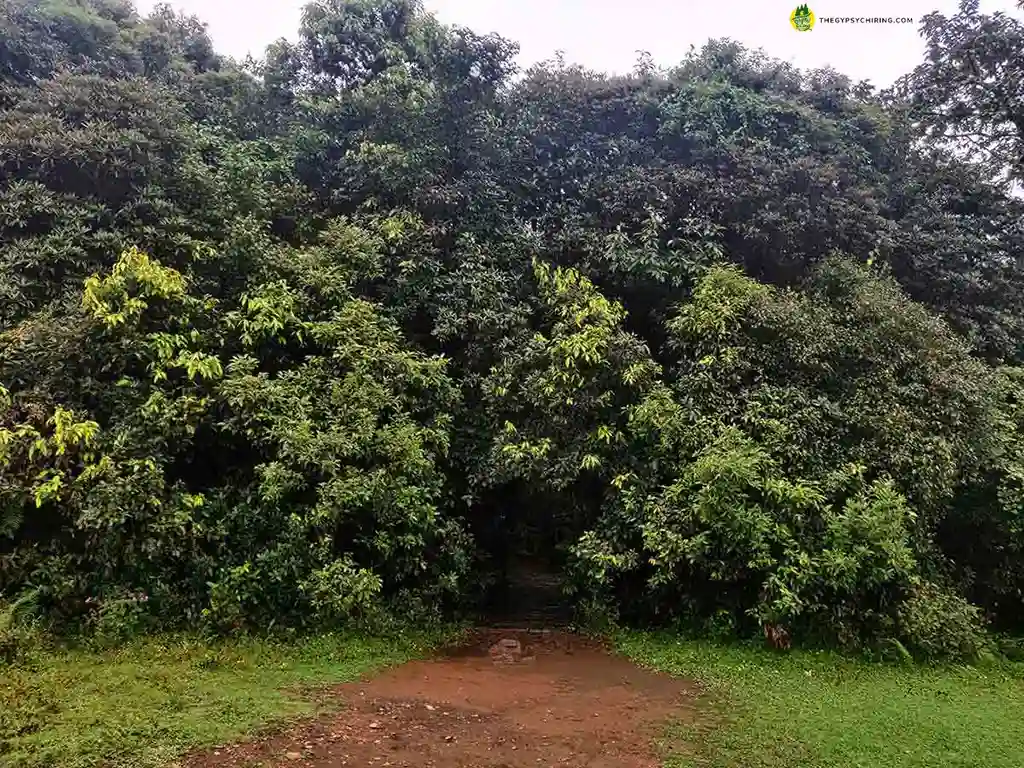 Mawphlang Sacred Forest Entrance in Meghalaya Northeast India - The Gypsy Chiring