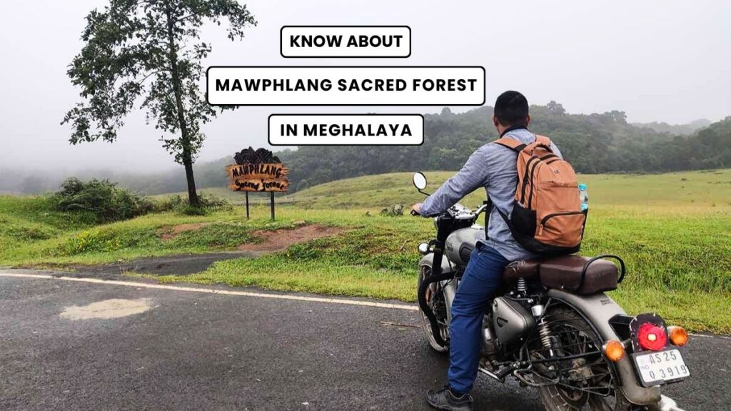 Mawphlang Sacred Forest Story and Travel Guide Meghalaya - The Gypsy Chiring