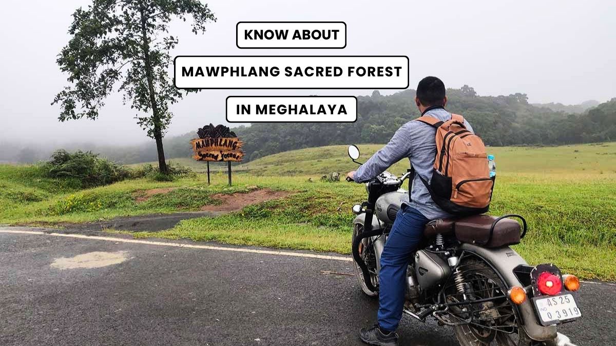 Mawphlang Sacred Forest Story and Travel Guide Meghalaya - The Gypsy Chiring