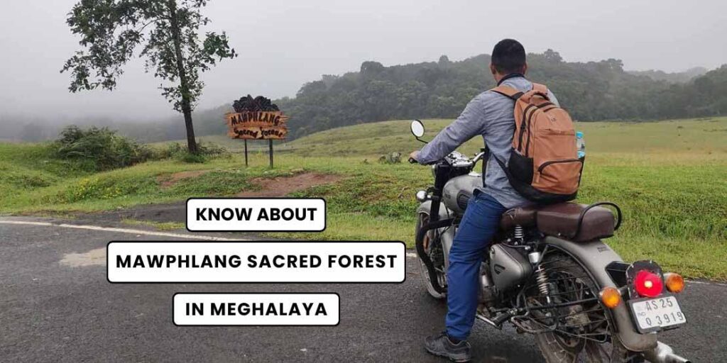 Mawphlang Sacred Forest Travel Guide Photo in Meghalaya Trip - The Gypsy Chiring
