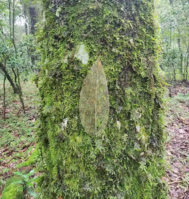 Transparent leaf on a green tree trunk in Mawphlang Sacred forest Photos - The Gypsy Chiring
