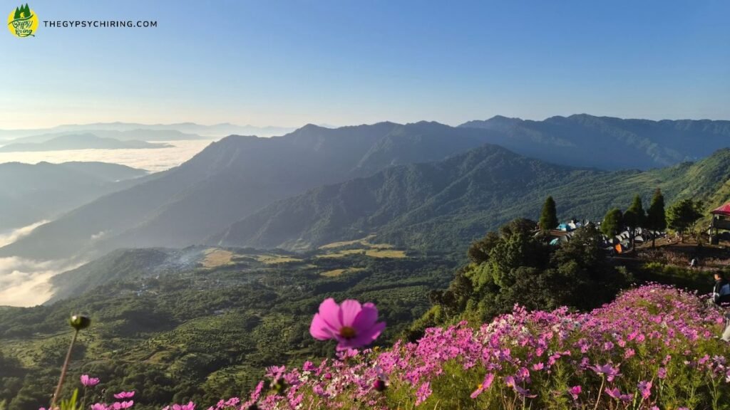 Colorful Cosmos flowers during Sunrise View Kapamodzu Peak Phek Nagaland best time to visit - The Gypsy Chiring